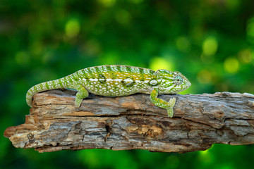 Carpet chameleon, Furcifer lateralis,sitting on the branch in forest habitat. Exotic beautifull endemic green reptile with long tail from Madagascar. Wildlife scene from nature.