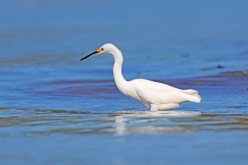 Obraz premium Snowy Egret, Egretta thula, on the coast. Bird with the dark blue sea. Heron in the water, Costa Rica. First light with bird.