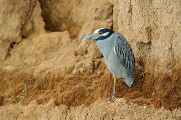 Yellow-crowned Night-Heron, Nyctanassa violacea, heron in Tarcoles river, Costa Rica. Brown mud bank shore with bird. Wildlife in Central America.