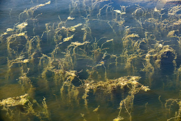 Algae, alga on the bottom of a lake.