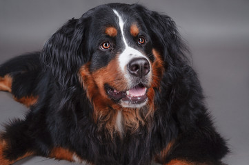 Berner Sennenhund