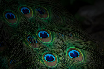 Colorful peacock tail