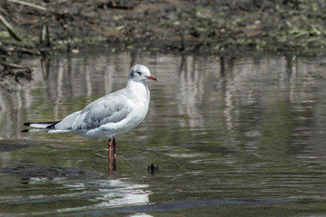 bird Seagull in water