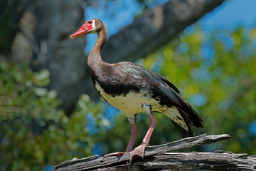 Spur-winged goose, Plectropterus gambensis, big black African bird with red bill sitting on the tree trunk. Animal in the habitat, Okavango delta, Moremi, Botswana. Wildlife scene from nature.