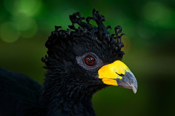Curassow detail close-up portrait. Bare-faced Curassow, Crax fasciolata, big black bird with yellew bill in the nature habitat, Barranco Alto, Pantanal, Brazil. Wild bird in the tropic forest.