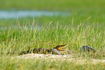 Nile crocodile, Crocodylus niloticus, with open muzzle, hidden in the grass, Okavango delta, Moremi, Botswana. Wildlife scene  from African nature.
