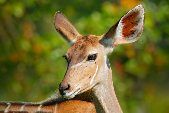 Tragelaphus angasii, Lowland nyala, close-up head detail. Art view on African nature. Wildlife in South Africa. Brown fur with white lines. Portrait of nyala antelope, Okavango delta, Moremi, Africa.