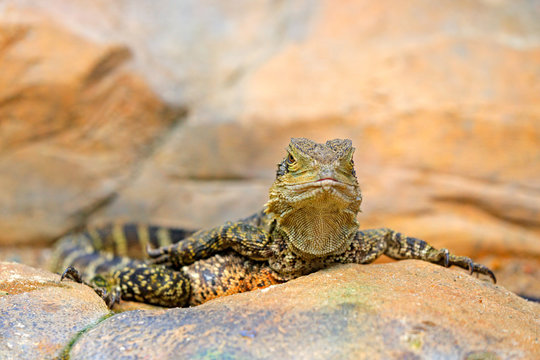 Australian water dragon, Physignathus lesueurii, lizard from Australia. Reptile in rock habitat, face portrait. Animal sitting on the stone. Wildlife in nature.
