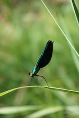 Grün, Blauflügel-Prachtlibelle, Calopteryx Viro, Libelle, Kleinlibelle