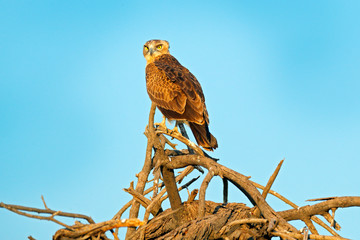 Brown snake eagle, Circaetus cinereus, bird with grey plumage. Eagle sitting on the top of the tree, blue sky in the background. Wildlife scene from African nature, Okavango delta, Moremi, Botswana
