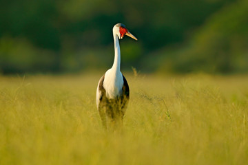 Wattled crane, Grus carunculata, with red head, wildlife from Okavango delata, Moremi, Botswana. Big bird in the nature habitat, green meadow. Wildlife Africa.