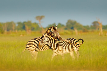 Fototapeta na wymiar Zebras playing in the savannah. Two zebras in the green grass, wet season, Okavango delta, Moremi, Botswana