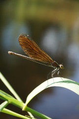 Gebänderte Prachtlibelle, Calopteryx Splendens