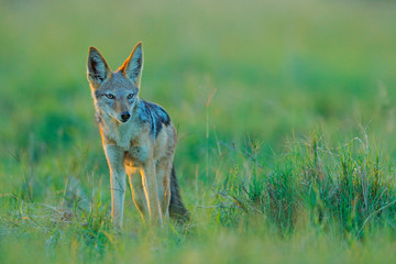 Jackal and evening sunlight. Black-Backed Jackal, Canis mesomelas mesomelas, portrait of animal with long ears, Tanzania, South Africa. Beautiful wildlife scene from Africa with nice sun light.