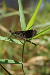 Gebänderte Prachtlibelle, Calopteryx Splendens