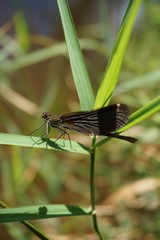 Gebänderte Prachtlibelle, Calopteryx Splendens