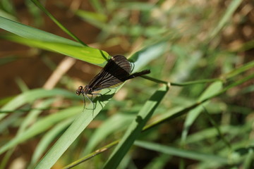 Gebänderte Prachtlibelle, Calopteryx Splendens