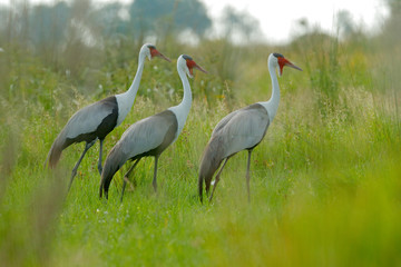 Wattled crane, Grus carunculata, with red head, wildlife from Okavango delta, Moremi, Botswana. Big...