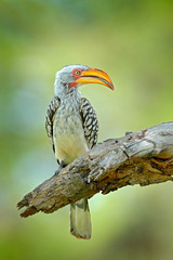Southern Yellow-billed Hornbill, Tockus leucomelas. Okavango delta, Moremi in Botswana, Africa. Detail portrait of bird with big yellow bill. Wildlife scene from African nature.
