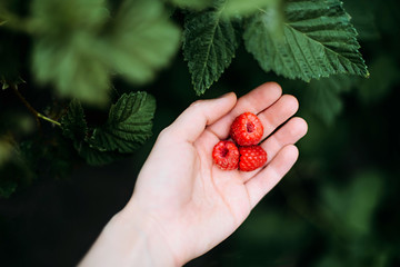 red ripe cherry in hand