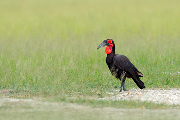 Southern ground-hornbill, Bucorvus leadbeateri, largest hornbill in the world. Black bird with red face walking in the green grass. Animal in the habitat, Moremi, Okavango delta, Botswana.