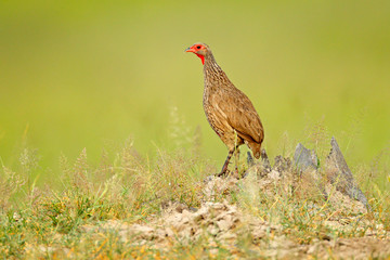 Red-necked Francolin, Pternistis afer,  bird in the nature habitat, Okavango, delta, Botswana, Africa. Evening light with bird sitting on the tree trunk.