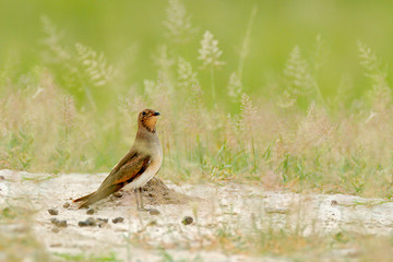 Collared red-winged pratincole, Glareola pratincola, bird sitting in the sand grass, Moremi, Okavango delta, Botswana. Wildlife scene from nature, African brown bird in the meadow habitat.