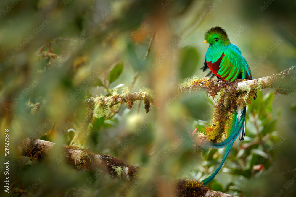 Wall mural Resplendent Quetzal, Savegre in Costa Rica with green forest in background. Magnificent sacred green and red bird. Detail portrait of beautiful tropic animal. Bird with long tail.