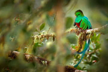 Resplendent Quetzal, Savegre in Costa Rica with green forest in background. Magnificent sacred green and red bird. Detail portrait of beautiful tropic animal. Bird with long tail.