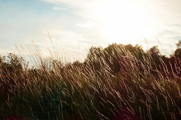 Beautiful background. Soft focus of tall dry grass blowing in the wind at golden sunset in rural...