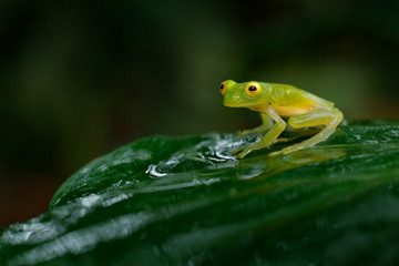 Obraz premium Fleschmann´s Glass Frog, Hyalinobatrachium fleischmanni in nature habitat, animal with big yellow eyes, in forest river. Frog from Costa Rica, wide angle lens.