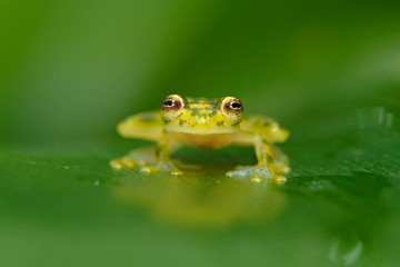 Raticulated Glass Frog, Hyalinobatrachium valerioi in nature habitat. Frog from Costa Rica, wide angle lens. Beautiful amphibian in jungle, exotic animal from South America.