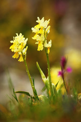 Gargano in Italy. Flowering European terrestrial wild orchid, nature habitat. Beautiful detail of...