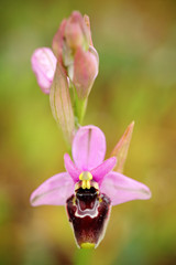 Ophrys bertolonii, orchid from Gargano in Italy. Gargano in Italy. Flowering European terrestrial wild orchid, nature habitat. Beautiful detail of bloom, spring scene from Europe.