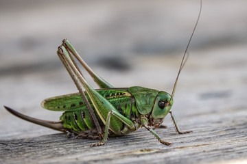 Green large Wart-biter (Decticus verrucivorus). Bush-cricket in the family Tettigoniidae.