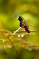 Black-Bellied Hummingbird, Eupherusa nigriventris, rare endemic hummingbird from Costa Rica. Animal in the nature habitat.