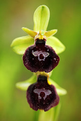 Ophrys tenthredinifera, Sawfly Orchid,Ophrys incubacea, Dark Ophrys, Gargano in Italy. Flowering...