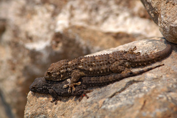Tarentola mauritanica, Moorish Wall Gecko, lizard from Gargano, Italy. MAle and female Mating Animals in the habitat, white rock in hot sunny day. Wildlife  scene from European nature.