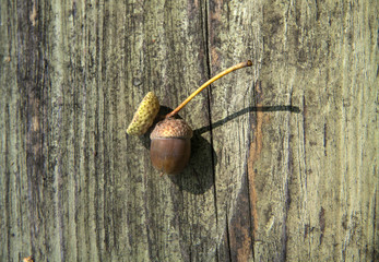 Autumn  wooden background with acorns and leaves