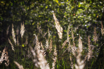 High grass on a summer green meadow filled with light