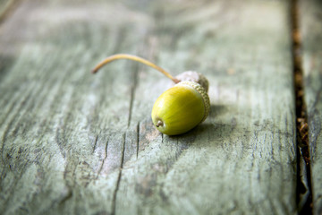 Autumn  wooden background with acorns and leaves