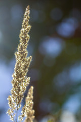 High grass on a summer green meadow filled with light