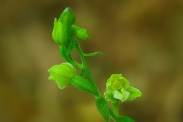 Epipactis moravica, Moravian Helleborine, wild orchid in nature habitat, Czech Republic. Flowering European terrestrial orchid in forest. Close-up detail of bloom.