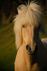 Icelandic horse at sunset