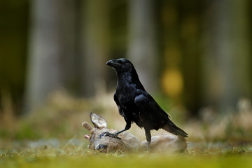 Raven with dead European Roe Deer, carcass in the forest. Black bird with head on the the forest road. Animal behavir, feeding scene in Germany, Europe. © ondrejprosicky
