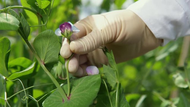 A female lab technician studies the growth of pea varieties on the experimental territory of the agrocomplex. The scientist counts the number of flowers on the plant, close-up.