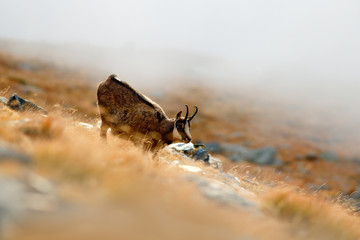 Chamois, Rupicapra rupicapra, on the rocky hill with autumn grass, mountain in Gran PAradiso, Italy. Wildlife scene in nature. Animal with horn in the habitat.