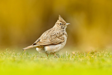 Crested Lark, Galerida cristata, in the grass on the meadow. Bird in the nature habitat, Czech Republic. Samll grey brown bird with crest. Wildlife scene from European nature.