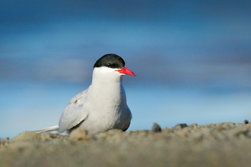 White bird with black cap, Arctic Tern, Sterna paradisaea, with Arctic landscape in background, Svalbard, Norway.