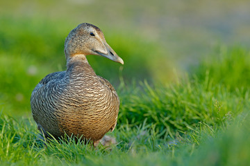 Eider, Somateria mollissima, hidden in the green grass. Portrait of bird in the nature habitat, coast of Norway. Beautiful wildlife scene with birds head.